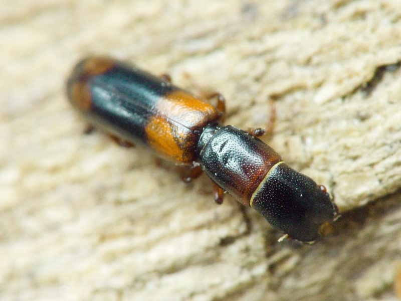 Nemozoma caucasicum Ménétriés, 1832